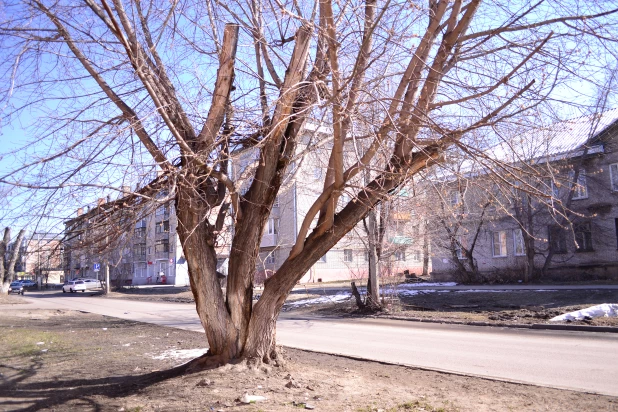 Деревья в Барнауле. 