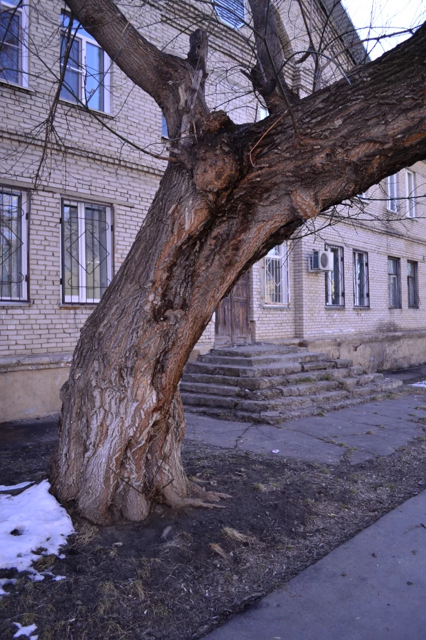 Деревья в Барнауле. 