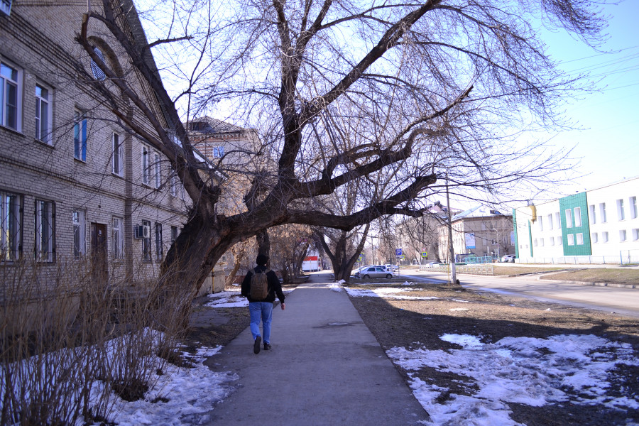 Деревья в Барнауле. 