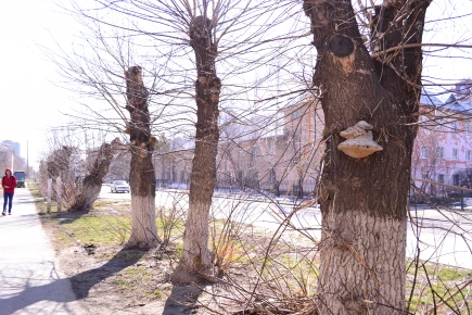 Деревья в Барнауле. 