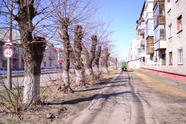 Деревья в Барнауле. 