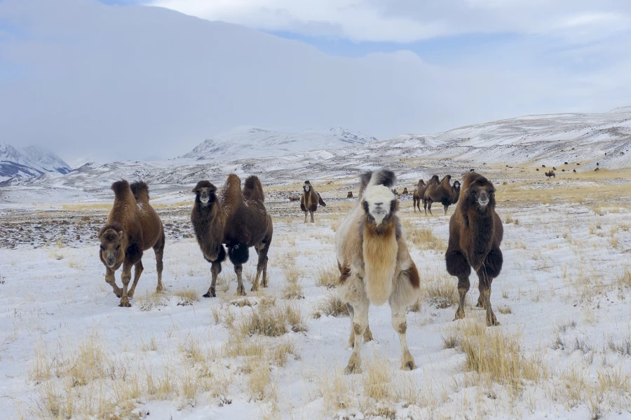 Верблюды в снегу.