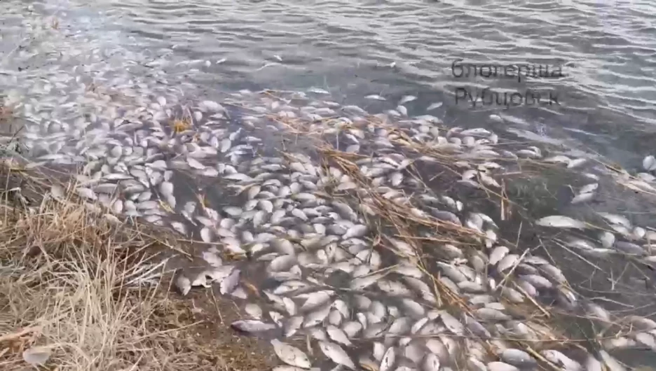 Мертвая рыба на озере Ракиты.