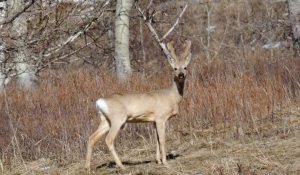 Самец косули.