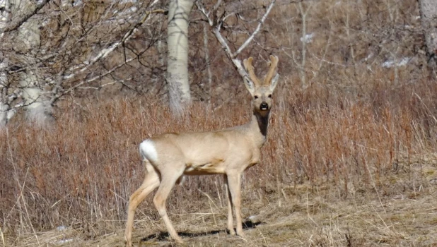 Самец косули.