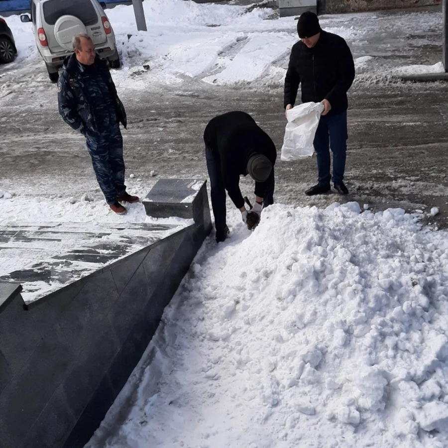 Дикая утка в центре Барнала.