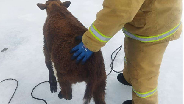 Пожарные спасли теленка.