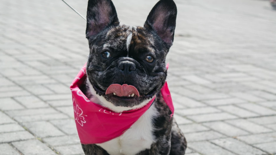 Люди в розовом. Как туристы изображали цветущий маральник, который так и не показал лепестков.