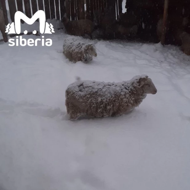 Майский снег в Сибири.