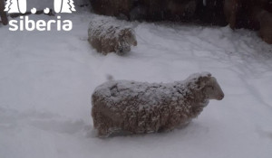 Майский снег в Сибири.