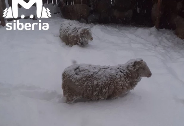 Майский снег в Сибири.