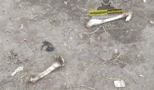 Кости на Власихинском кладбище