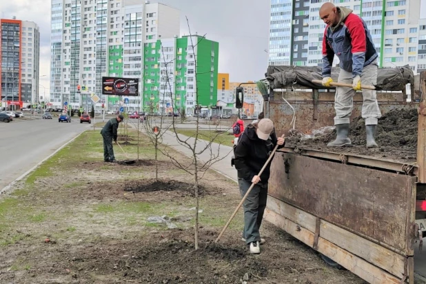 Озеленение Барнаула.