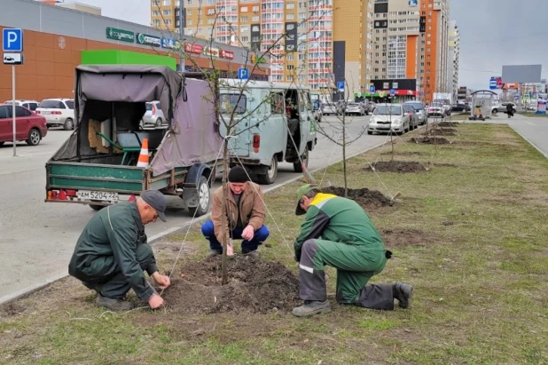 Озеленение Барнаула.