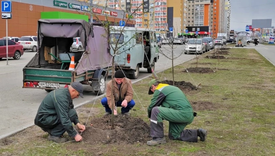 Озеленение Барнаула.