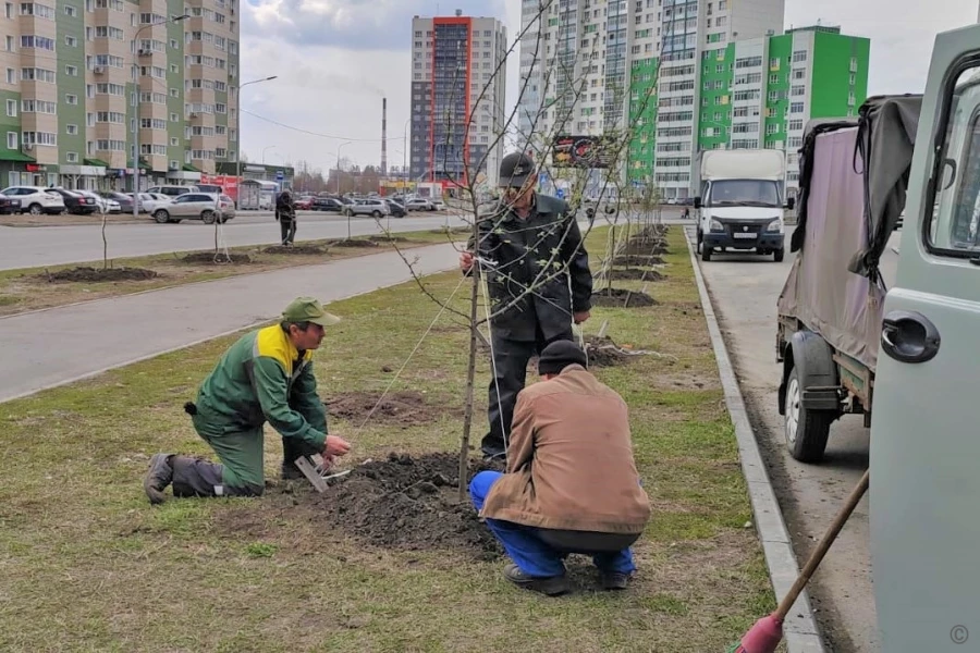 Озеленение Барнаула.