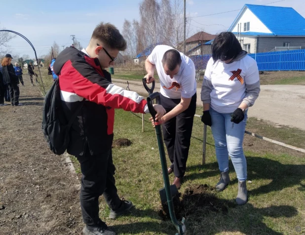 В пригороде Барнаула высадили более 50 кедров.