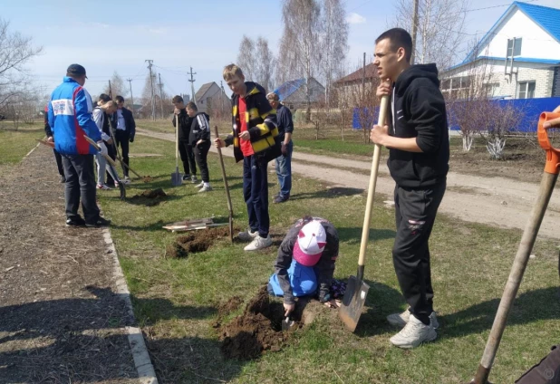 В пригороде Барнаула высадили более 50 кедров.