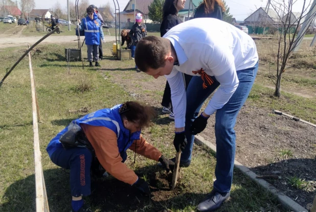 В пригороде Барнаула высадили более 50 кедров.