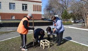 В пригороде Барнаула высадили более 50 кедров.