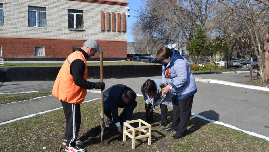 В пригороде Барнаула высадили более 50 молодых кедров