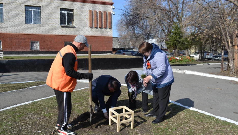 В пригороде Барнаула высадили более 50 кедров.