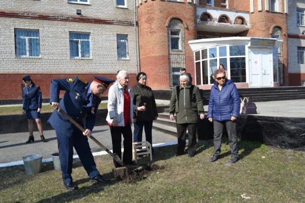 В пригороде Барнаула высадили более 50 кедров.