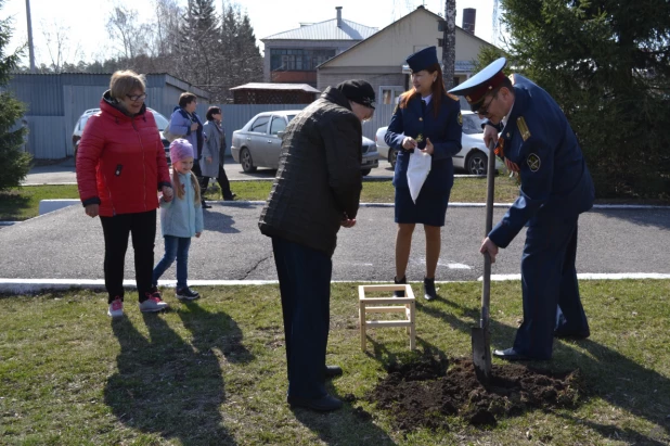 В пригороде Барнаула высадили более 50 кедров.