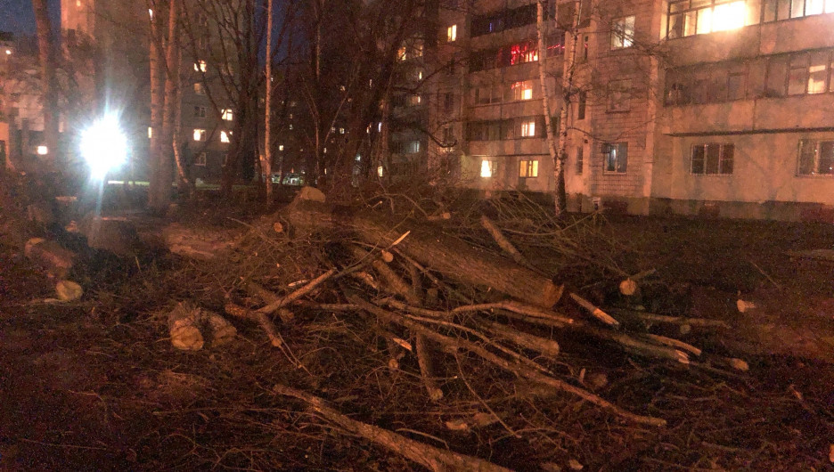 Барнаульцы бьют тревогу из-за вырубки деревьев на ул. Попова
