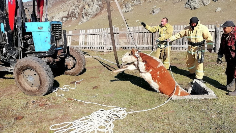 Алтайские пожарные спасли молодого быка, упавшего в выгребную яму