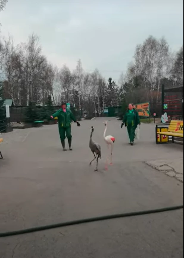 Животные барнаульского зоопарка переехали в уличные вольеры. 