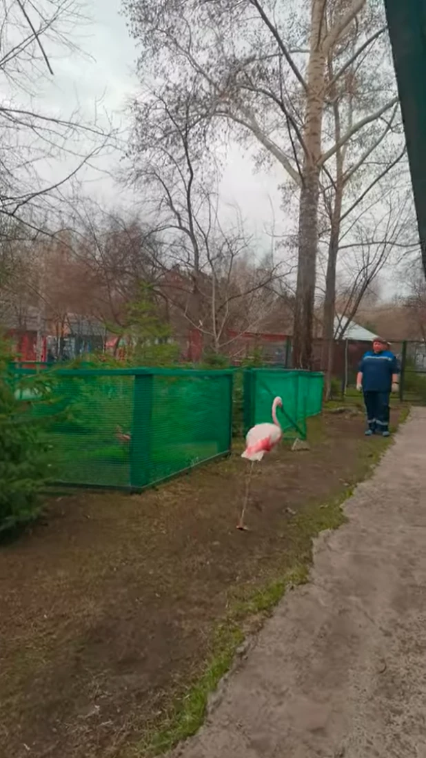 Животные барнаульского зоопарка переехали в уличные вольеры. 