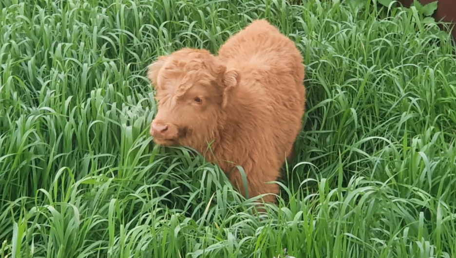 В Алтайском крае теленка спасли от паводка 