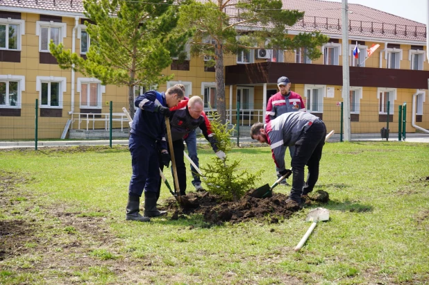 Коллектив компании Сибирь-Полиметаллы высадил в Змеиногорске Аллею трудовых династий.