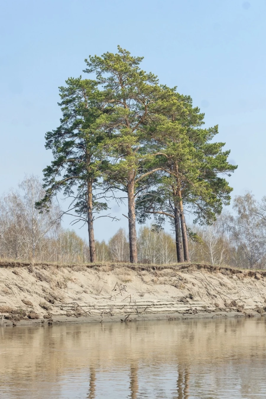 Сосны на морском берегу.