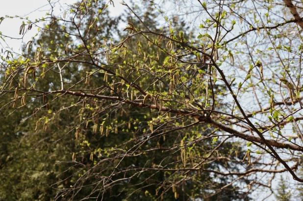 Барнаульский дендрарий.