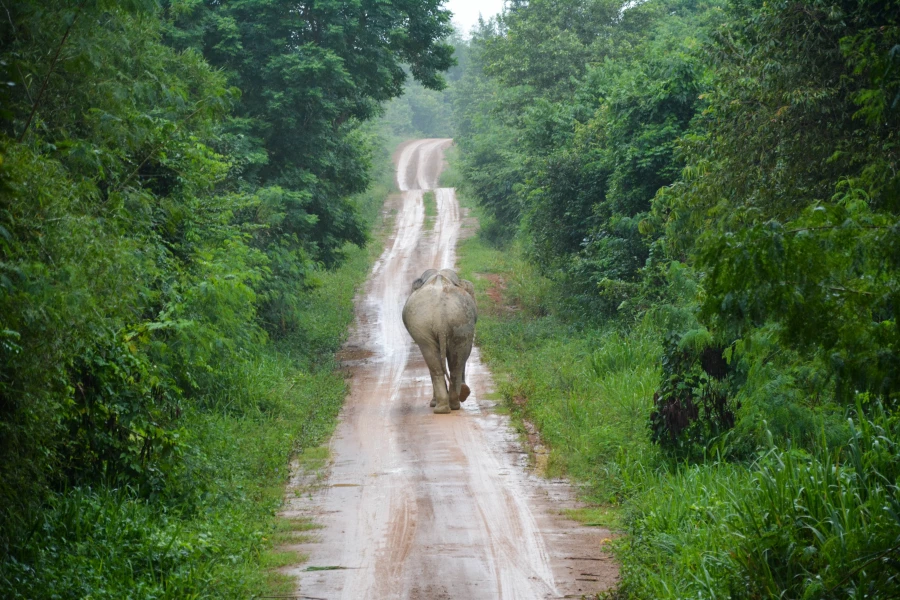 Дождливый Таиланд. Слон.