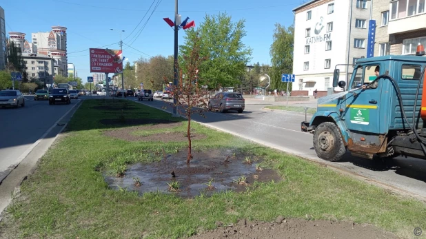 В Барнауле начали поливать деревья, кустарники и цветы.