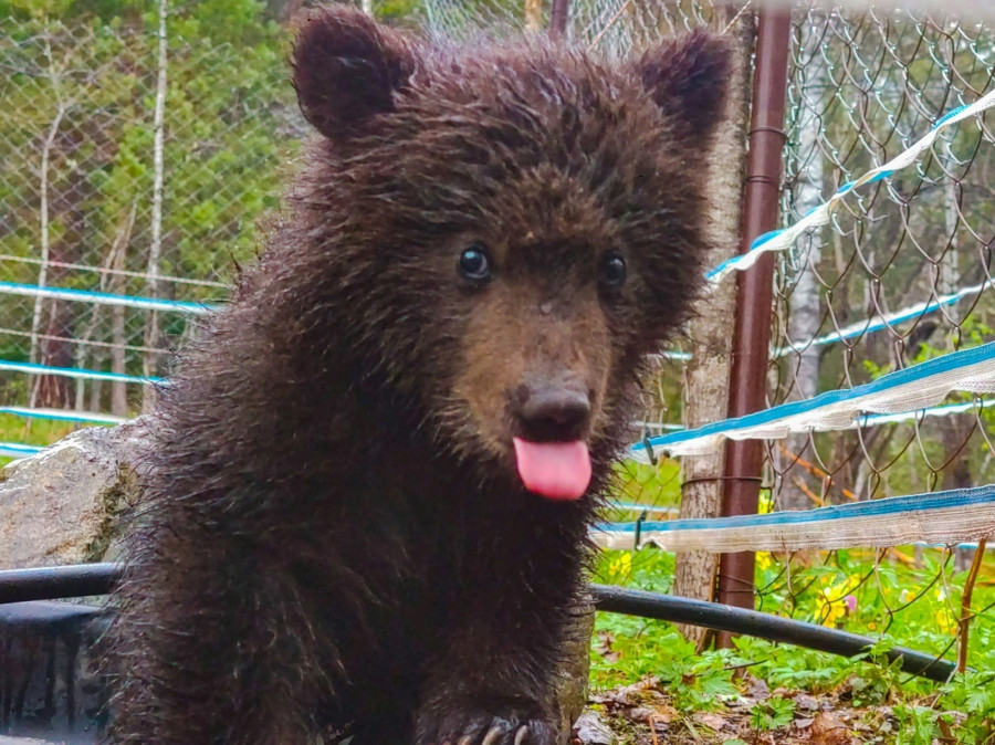 Медвежонок в приюте Алтайского биосферного заповедника.