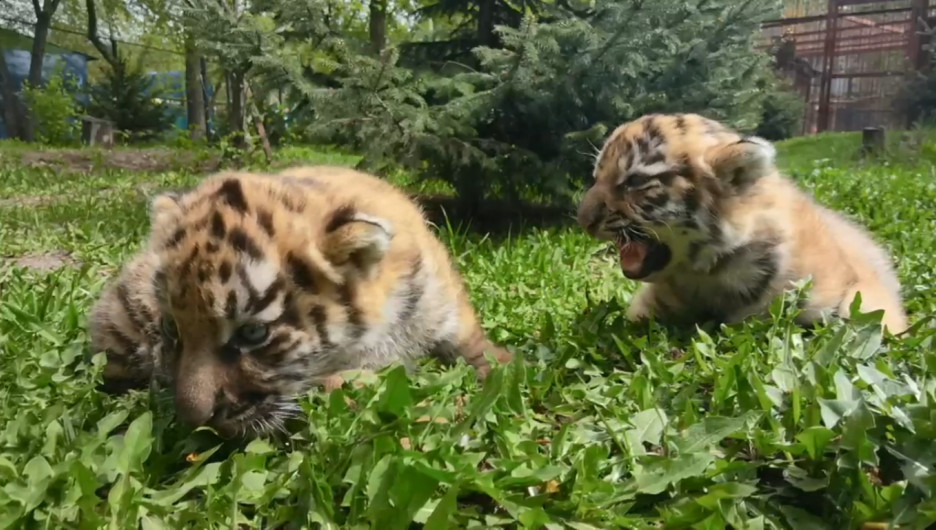 Зоопарк бобров. Тигрята. Тигренок. Тигренок в зоопарке. Барнаульский зоопарк камни.