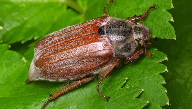 Майский жук.