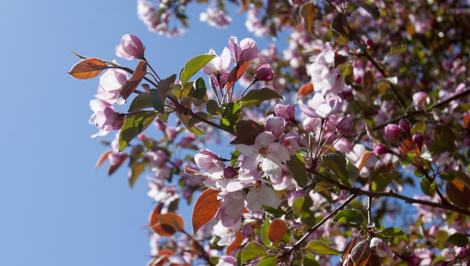 Весна идет — весне дорогу! Фоторепортаж altapress.ru о том, как цветет и преображается Барнаул