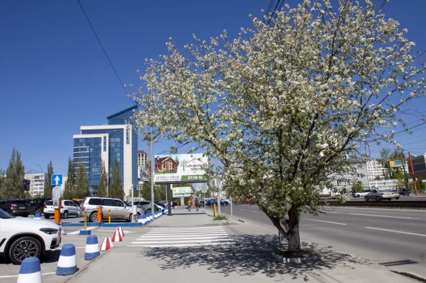 Весна в Барнауле. Цветение