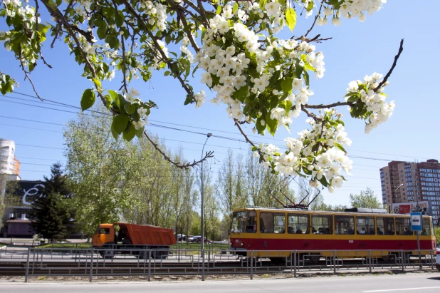 Весна в Барнауле. Цветение