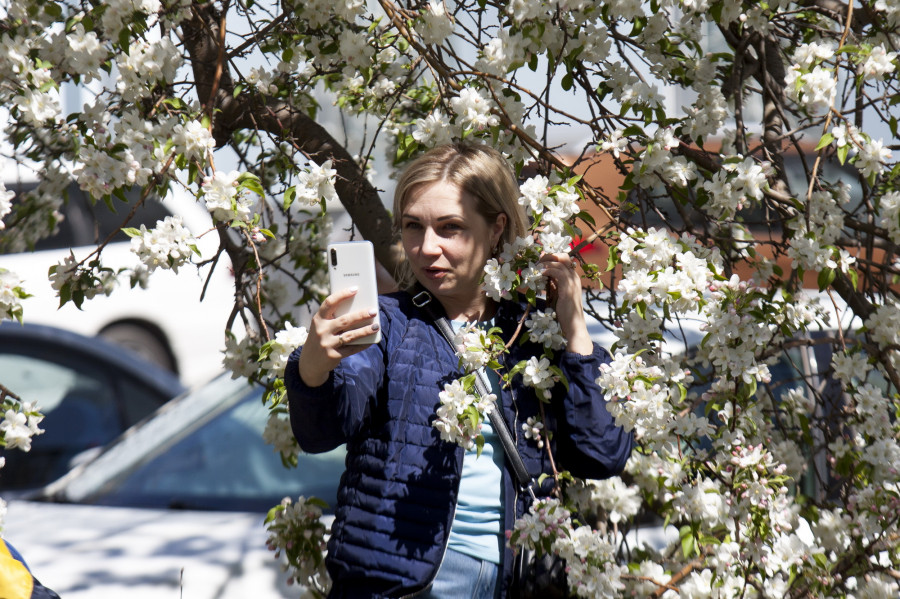 Весна в Барнауле. Цветение