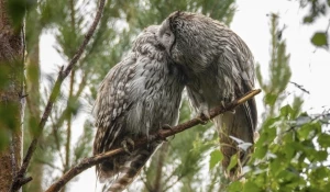 Милых целующихся сов запечатлел фотограф в Алтайском крае.