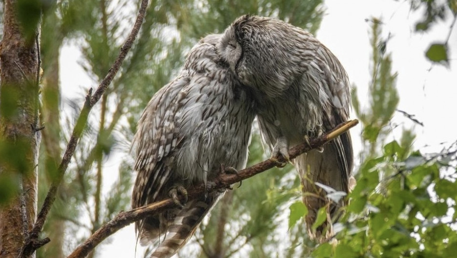 Милых целующихся сов запечатлел фотограф в Алтайском крае.