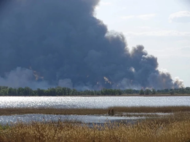 Крупный лесной пожар вспыхнул Алтайского края и Казахстана