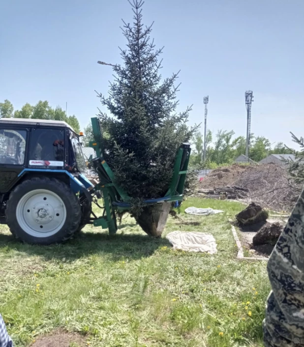 Пересадка елей со Змеиногорского тракта.