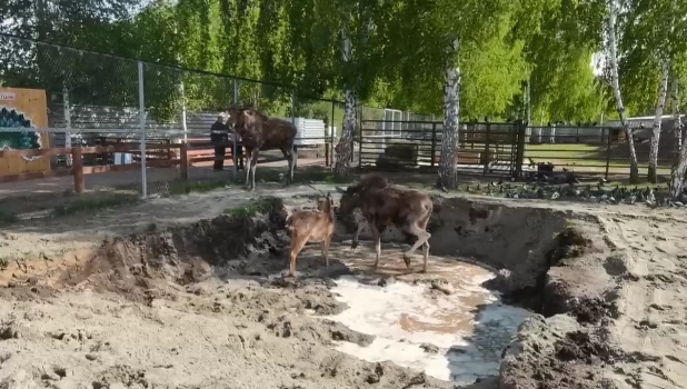 В барнаульском зоопарке строят расширенный водоем для уточек и лосей